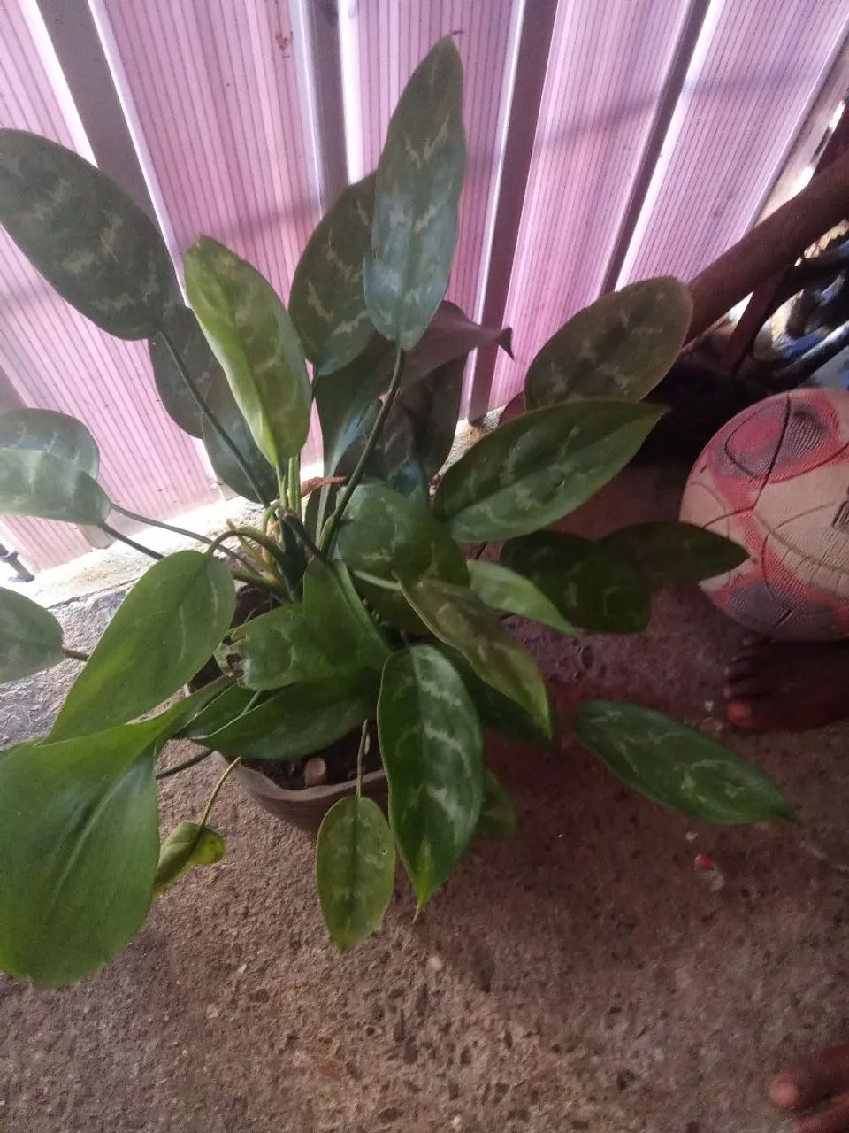 Plantas  - Foto 4