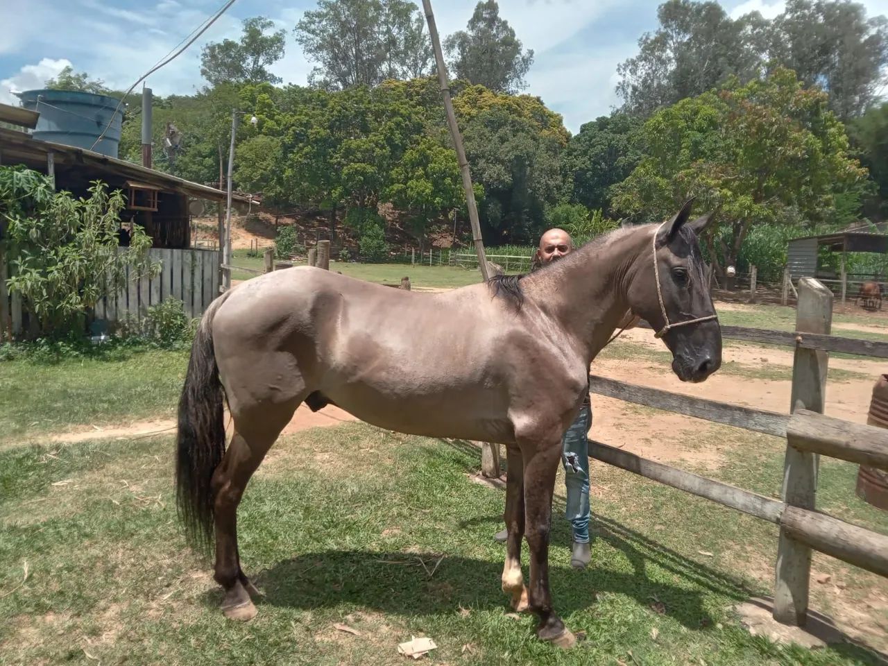 Lindo Cavalo  - Foto 2