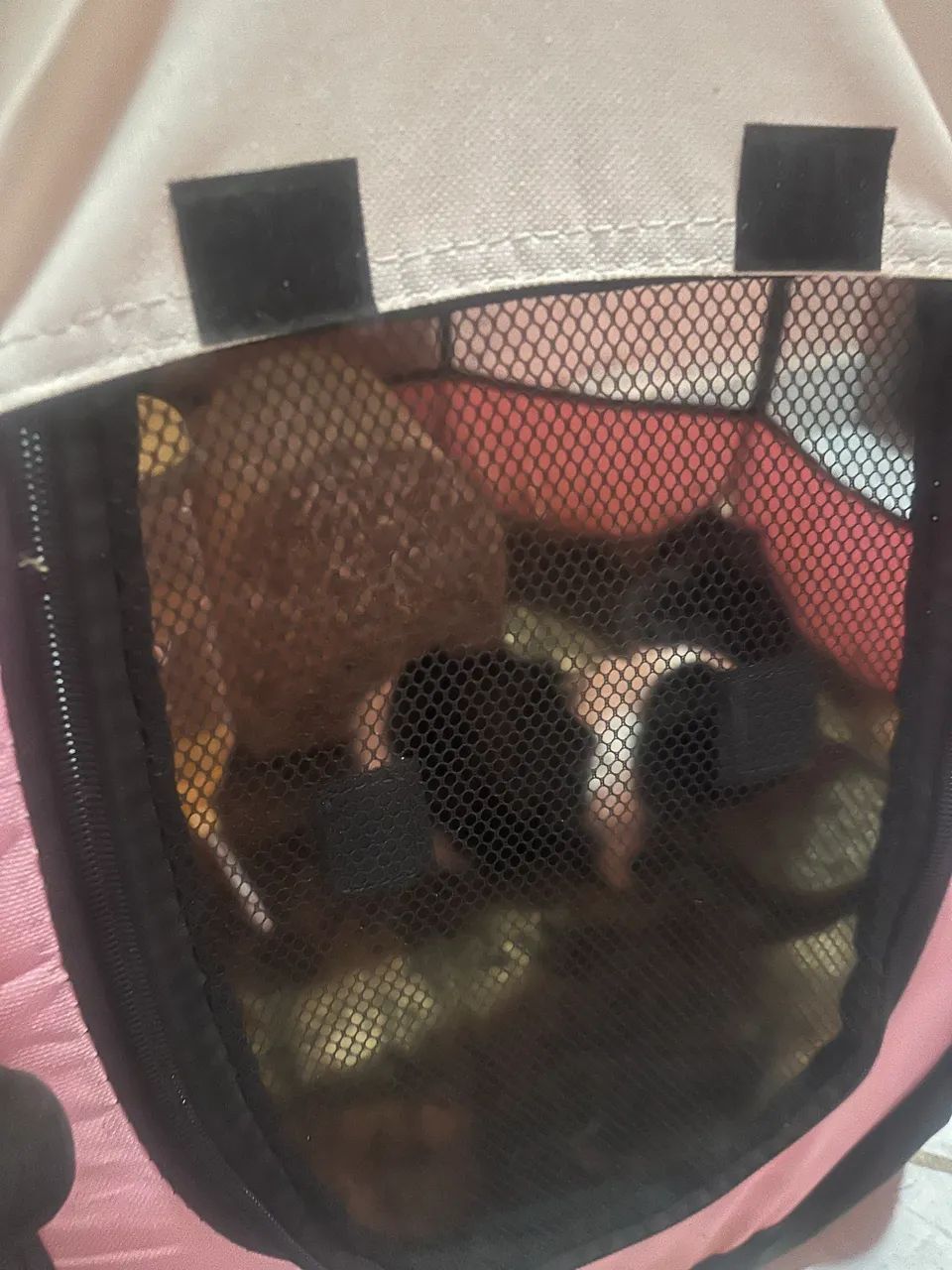 Animais domésticos  - Foto 2
