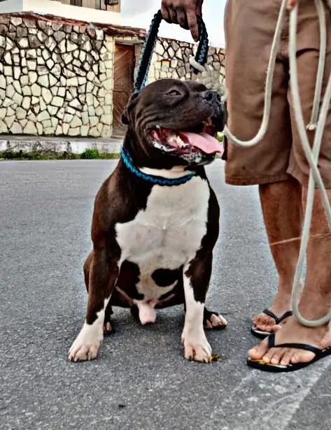 American Bully Standard 