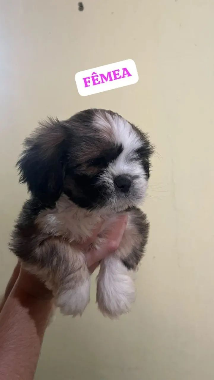 Filhotes Lhasa Apso - Foto 4