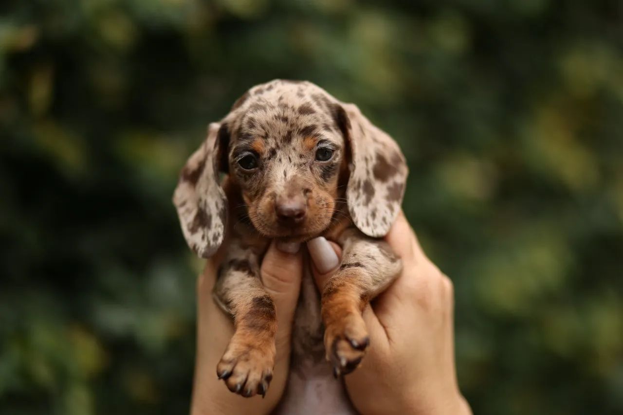 Linguicinha Arlequim choco - pet lindo 