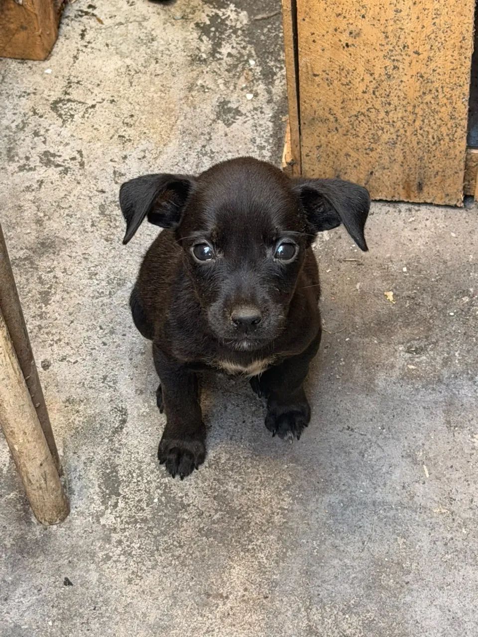 Adoção Responsável  - Foto 3