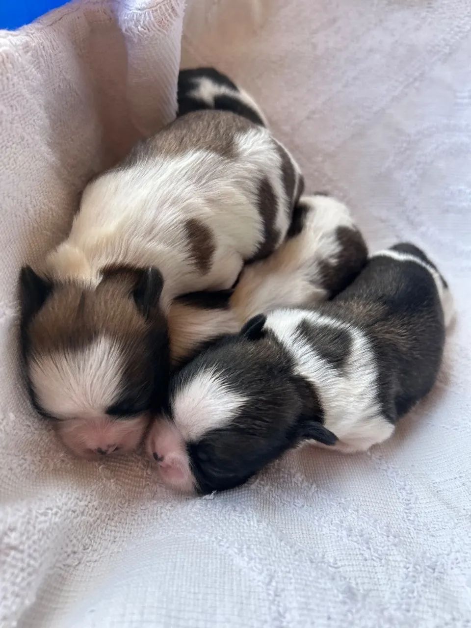 Shihtzu  - Foto 4
