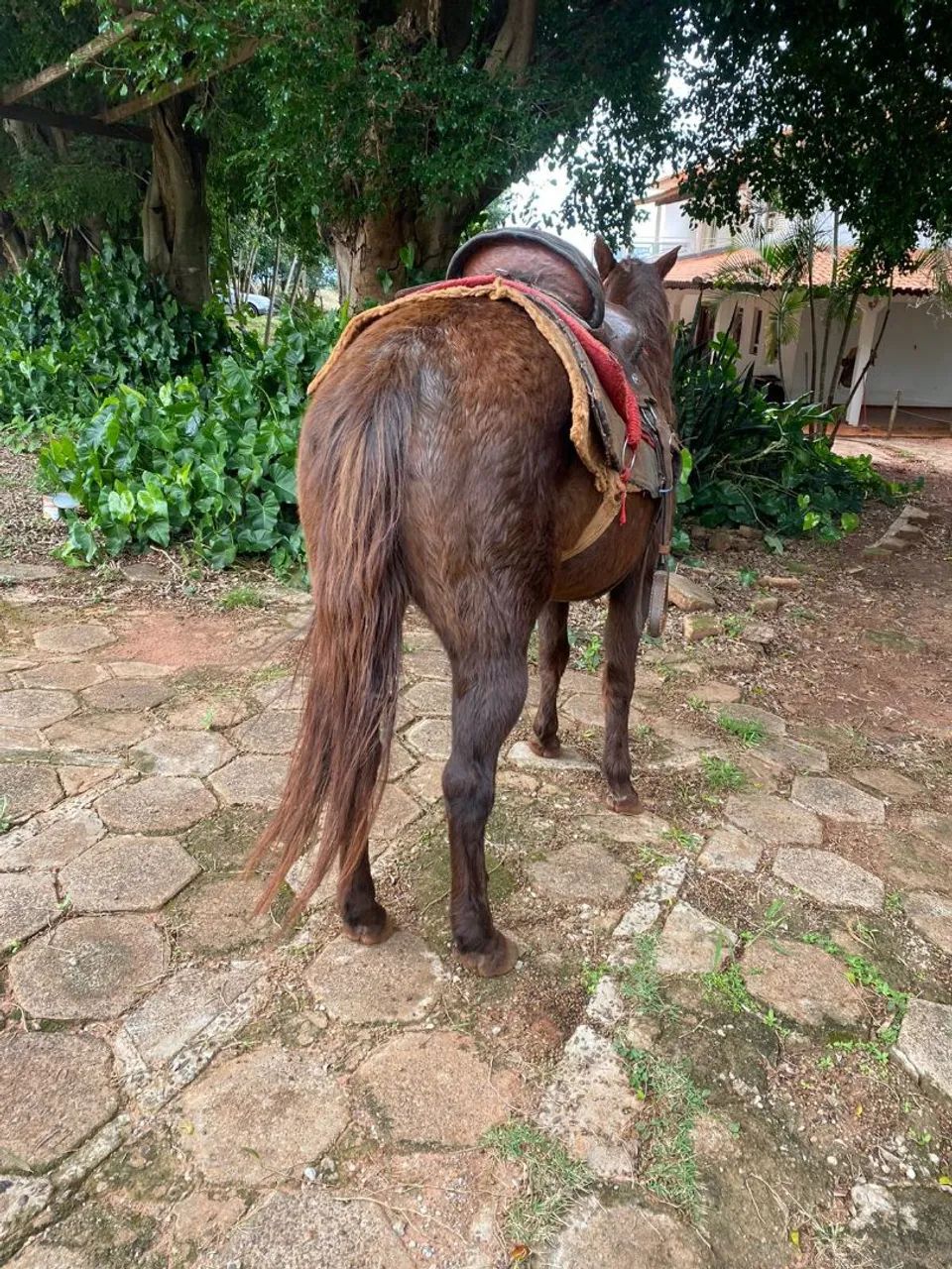 Cavalo - Foto 2