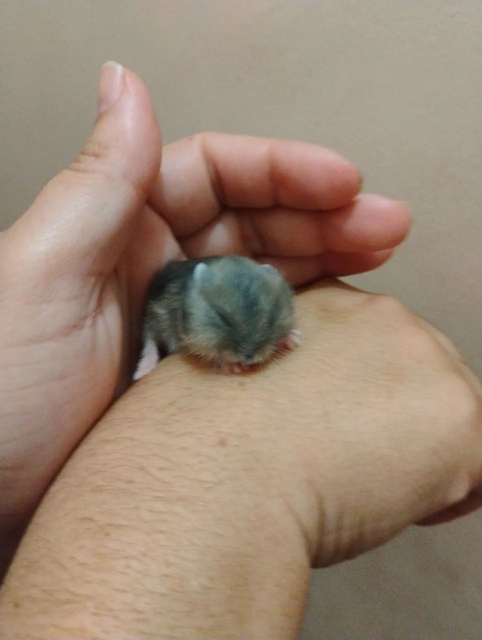  Hamster anão  - Foto 4