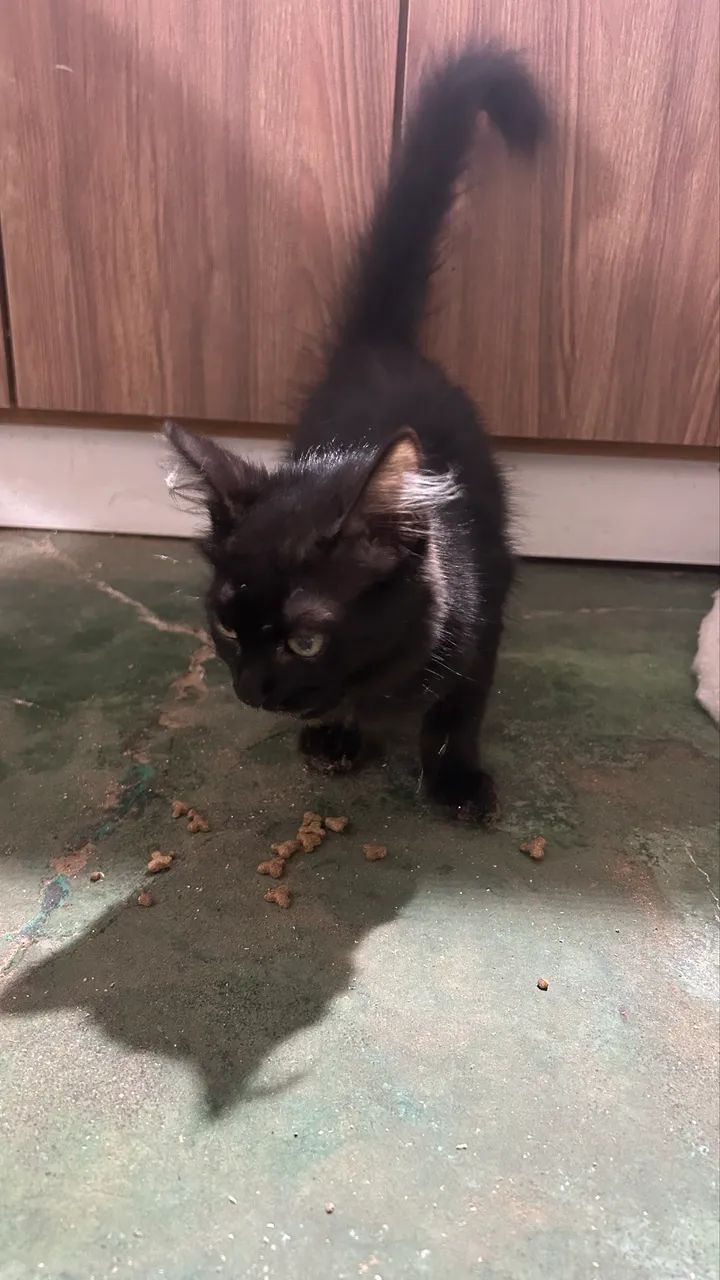 Doação de gato (filhote fêmea) - Foto 5