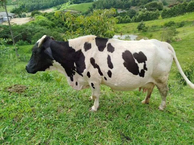 Mini vaca leiteira prenha