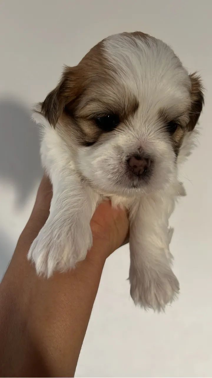Lhasa apso  - Foto 3