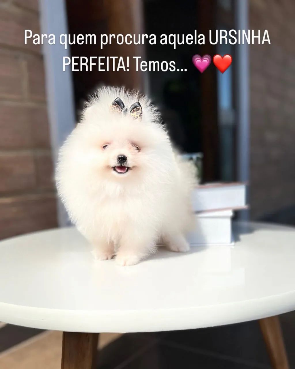 SPITZ alemão anãos  - Foto 5