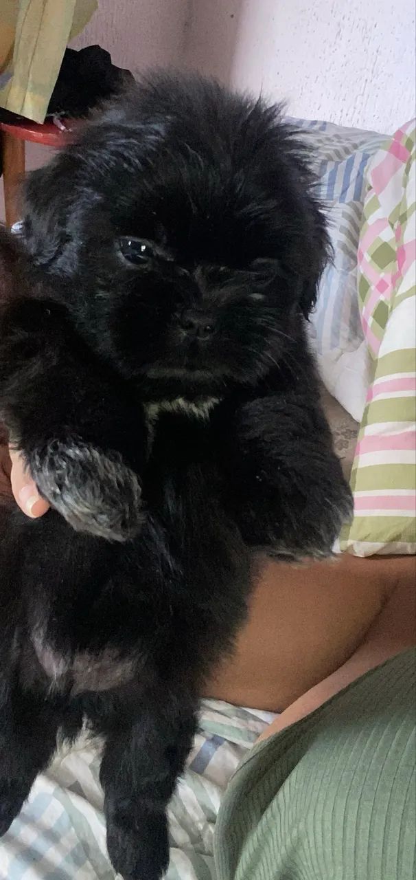 Shihtzu preto  - Foto 2