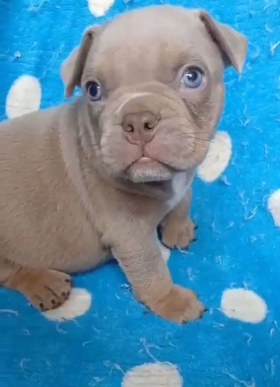 American Bully - Foto 4