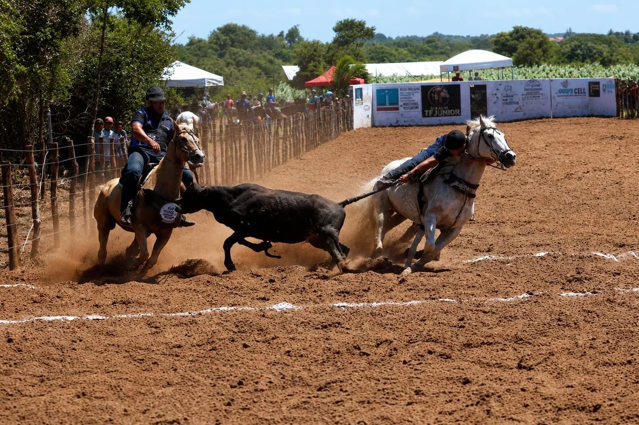 Cavalo direita 13.500 - Foto 2