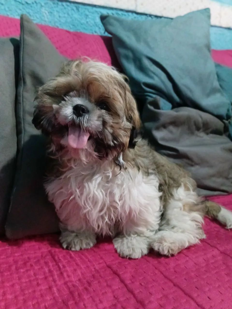 Shih tzu macho - Foto 2