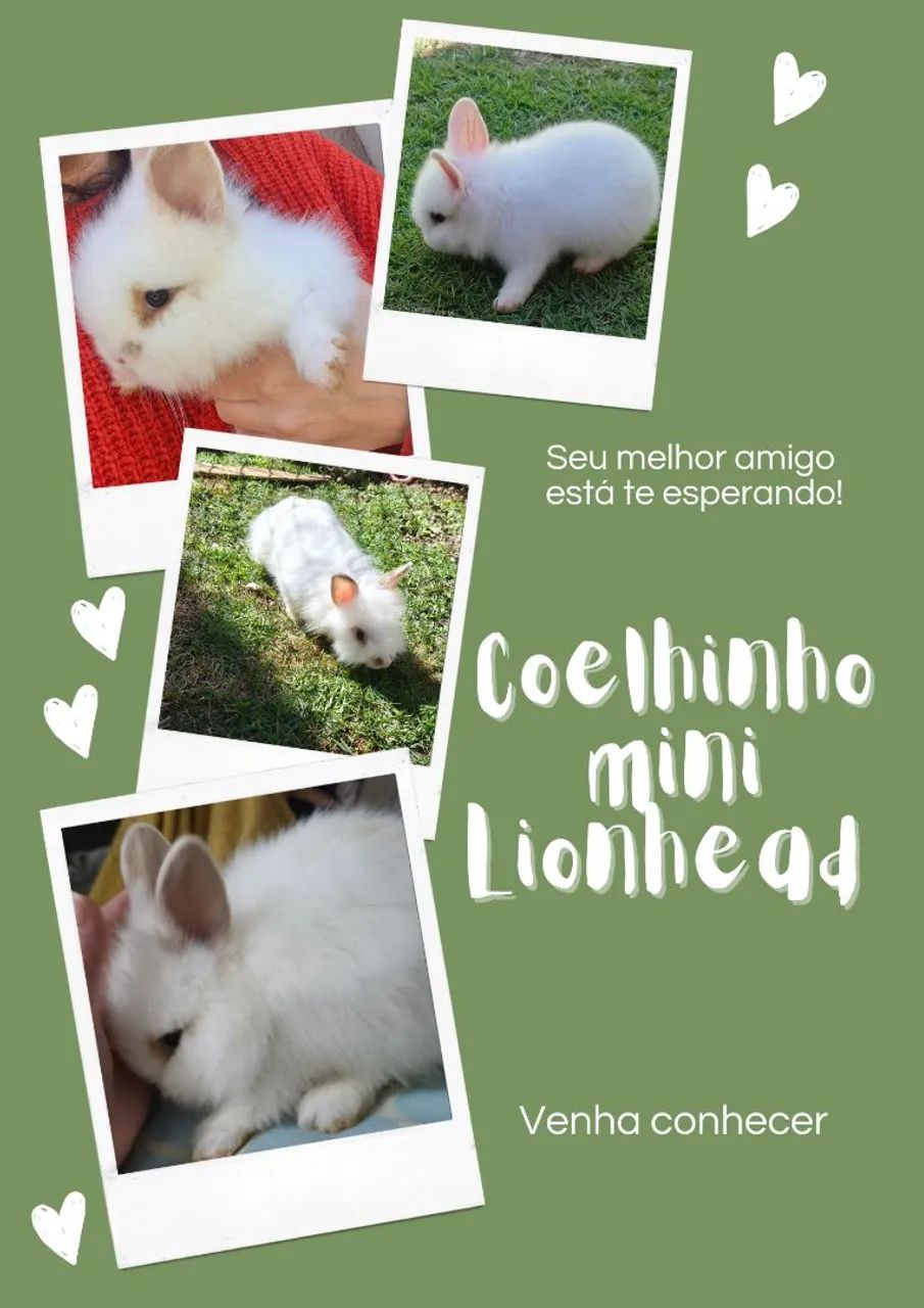 Mini Lionhead 