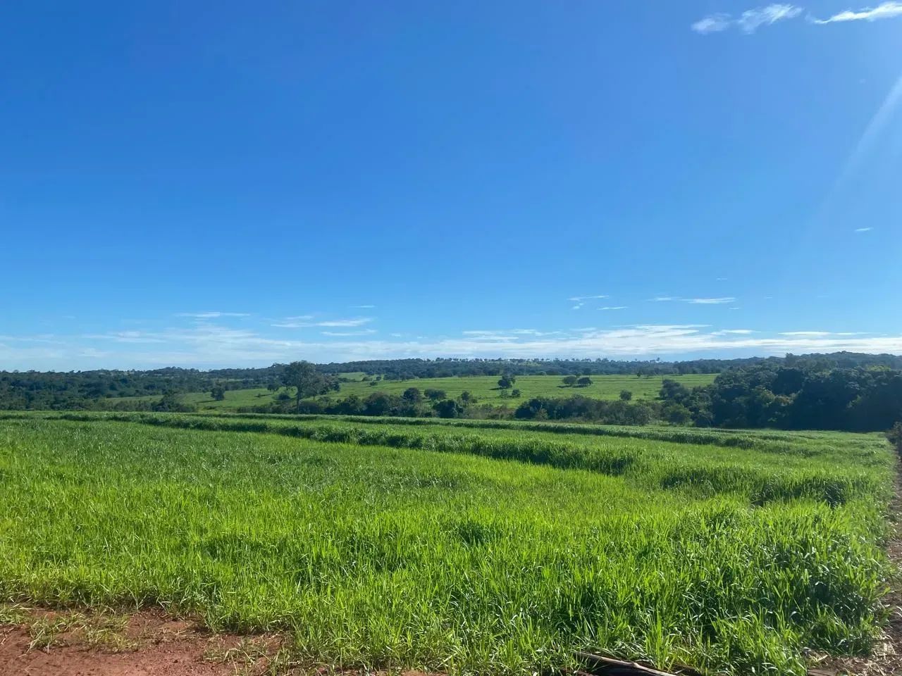 FAZENDA À VENDA  APTIDÃO CANA, PECUÁRIA E EUCALIPTO