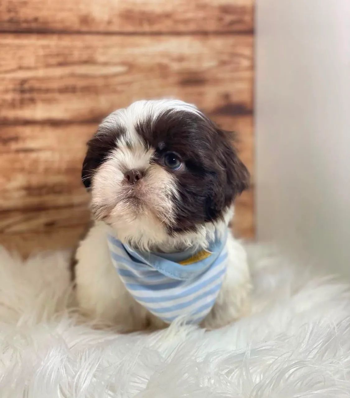 SHIHTZU micro  - Foto 5