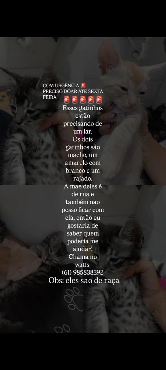 Gatinhos para doar
