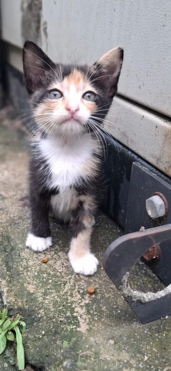 Gatinhas para adoção responsável  - Foto 4