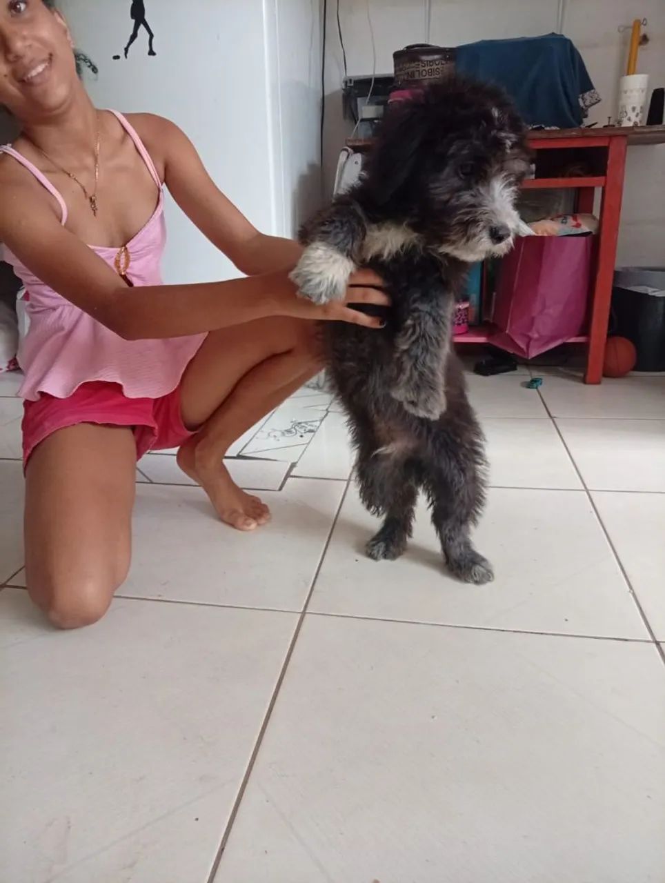 Vendo poodle 