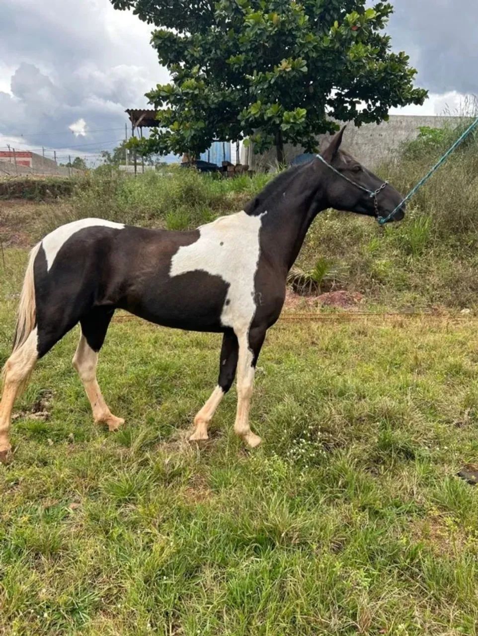 Cavalo - Foto 3