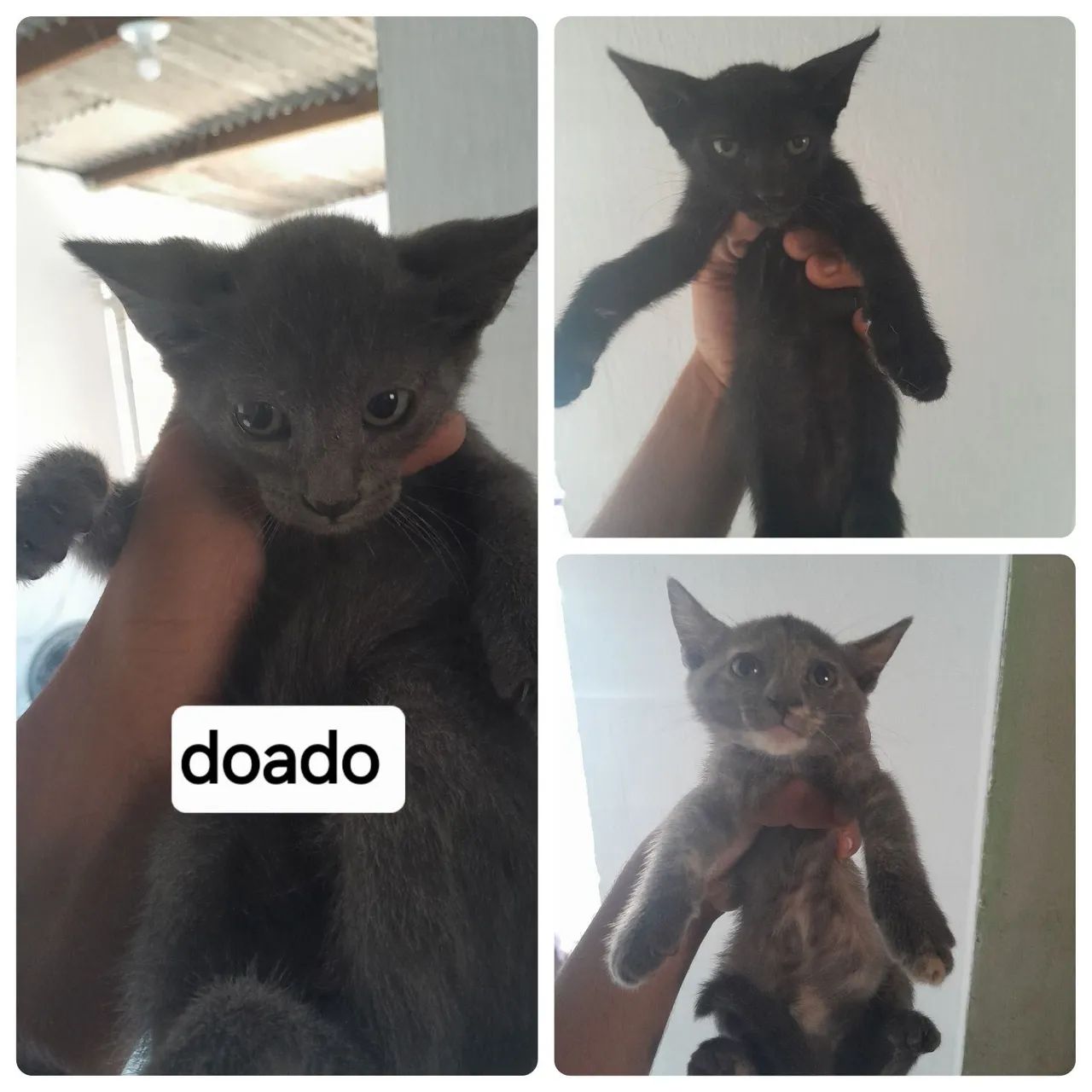Gatinho para doação urgente ? - Foto 3
