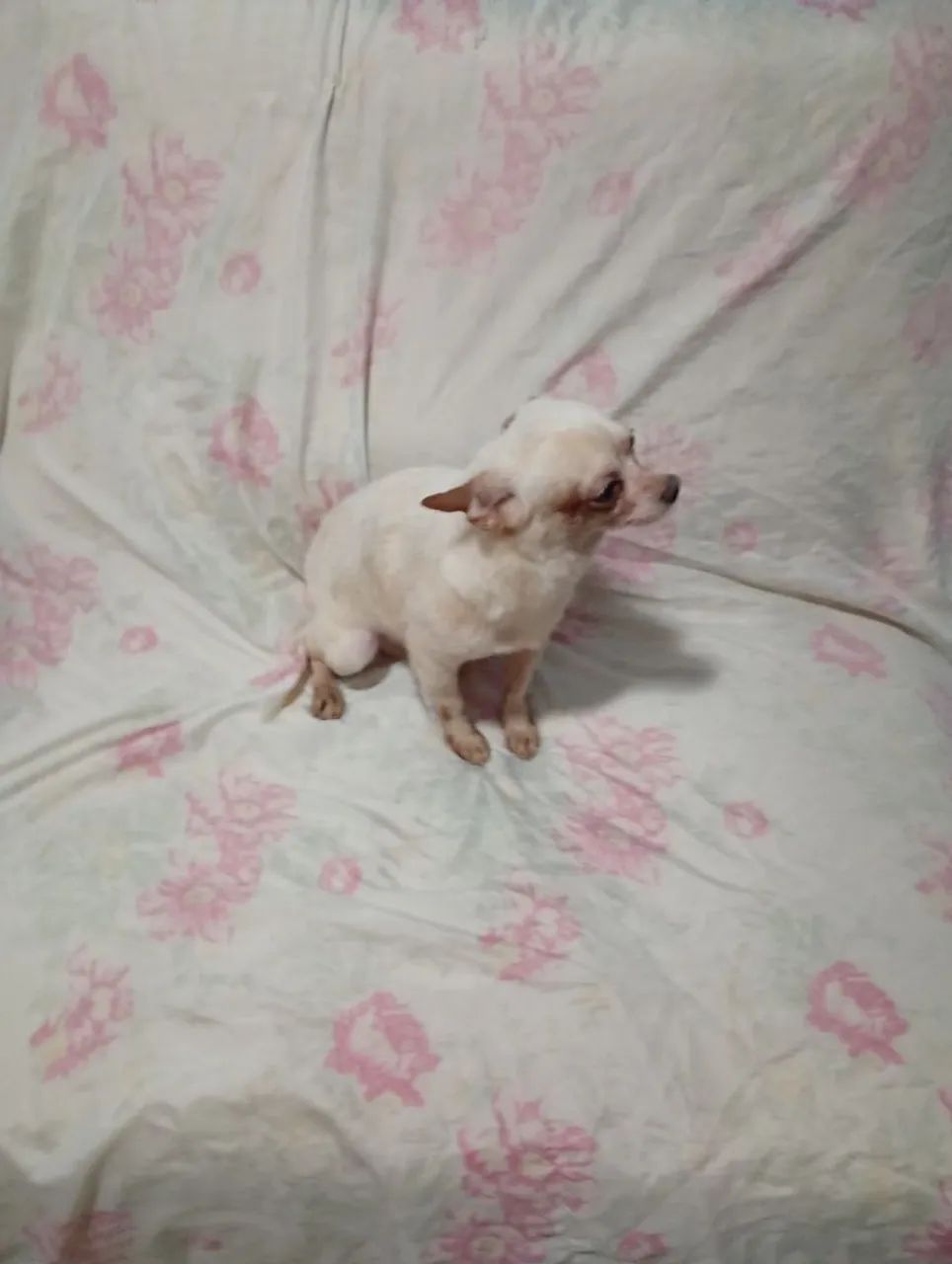 Chilhalha macho com 1 ano e meio rasa pura  - Foto 2