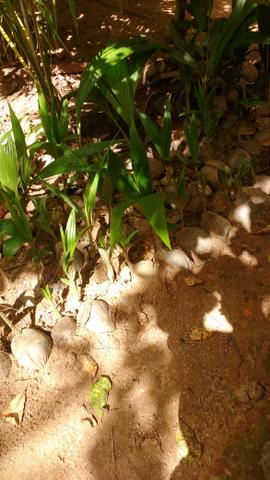 Planta