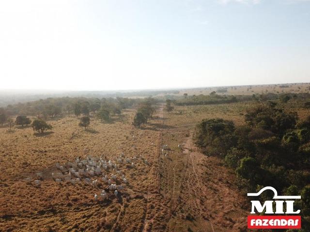4 km de margens do Rio Araguaia. Fazenda 96 alqueires 464.64 Hectares - Aragarças-GO - Foto 4