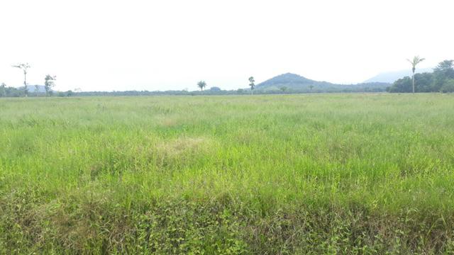 Fazenda Plana em Itapoá, Criação de Gado ou Plantio, Aceita Parte em Permuta - Foto 13