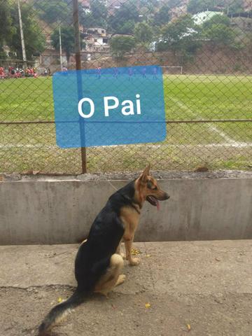3 fêmeas de pastor alemão puro - Foto 2