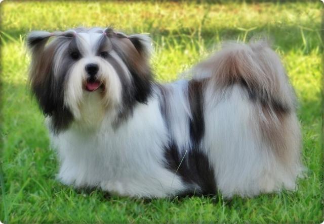 Filhote de Lhasa Apso, macho, com excelente linhagem - Foto 2