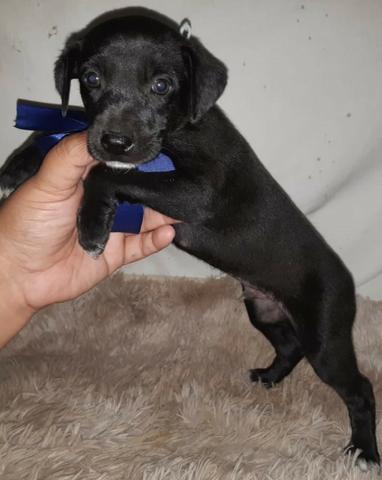Labrador x dog brasileiro so 100 cada.chama no whats whats 9- * entregamos - Foto 2
