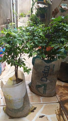 Mudas de Jaboticaba - Foto 5
