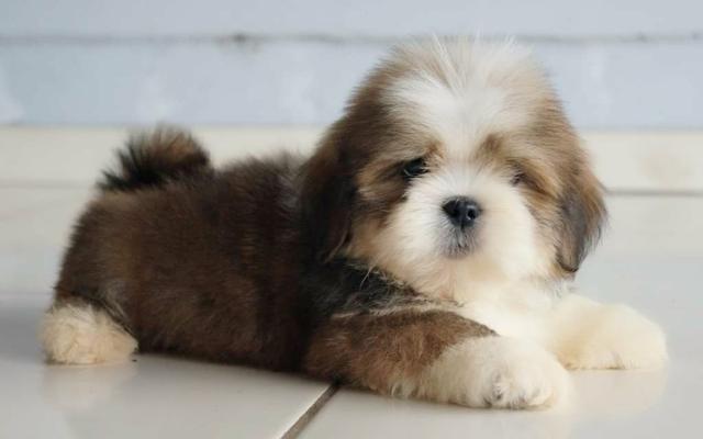 Filhote de Lhasa Apso, macho, com excelente linhagem