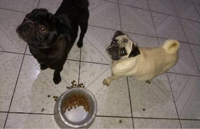 Doa-se pug