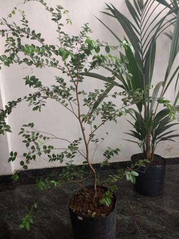 Plantas : Jabuticabeira, Palmeira Laca vermelha, Babosa, Dracena e Palmeira Phafia - Foto 5