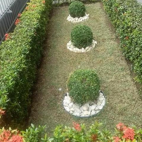 Otimize paisagismo e jardinagem - Foto 6