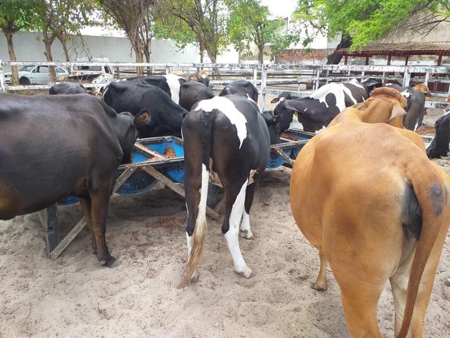 Novilhas Leiteiras na Expoece Fortaleza 2019 - Foto 5