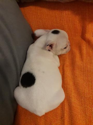 Bulldog Francês - Foto 5