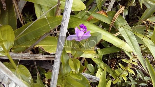 Terreno à venda em Taipu de fora, Maraú cod:57863649 - Foto 7