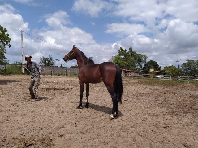 Cavalo com documento a venda