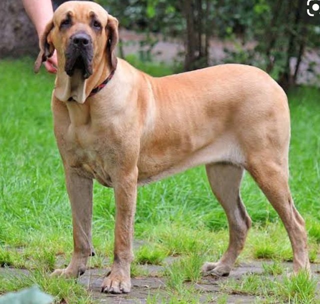 Fila brasileiro - Cachorros e acessórios - Cambeba, Fortaleza 981586951 |  OLX