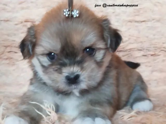 lhasa apso perfetios bebes pronta entrega fc canil ursinhos puppies 