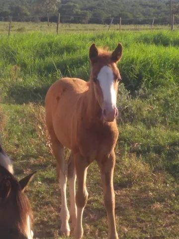 Potra a venda  - Foto 2