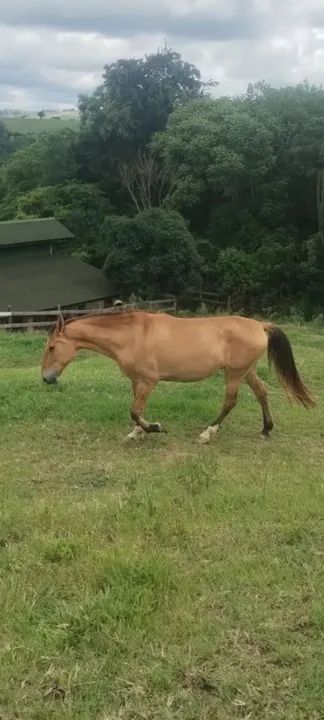 Égua campolina  - Foto 2