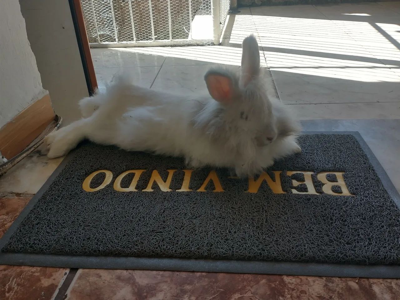 Filhotes de coelho  - Foto 4