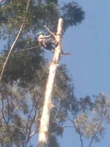 corte e poda de arvores