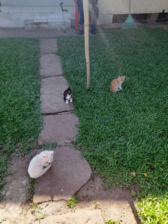 Gatinho branco disponível para adoção - Foto 2