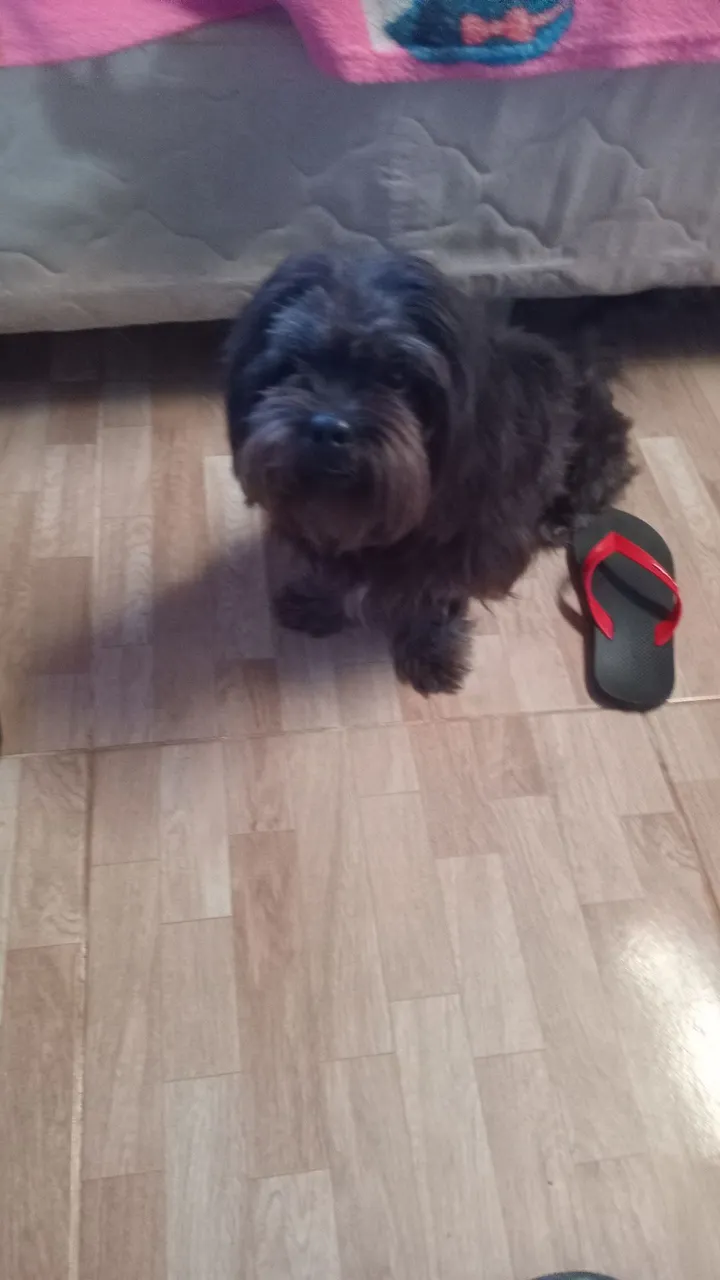 Vendo Shih Tzu